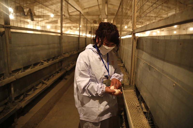 10月27日,当地工作人员在“亚洲之星”农业产业合作区的种鸡舍内收拢鸡蛋。