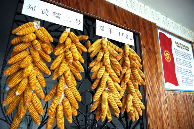 图为10月27日在“亚洲之星”农业产业合作区内拍摄的成功育种的玉米。