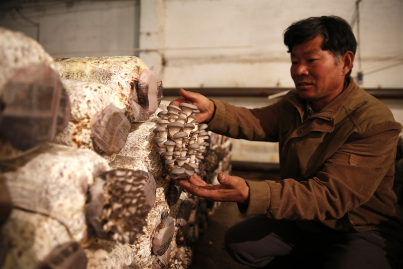 10月27日,中国的农业专家在“亚洲之星”农业产业合作区内的食用菌栽培室中工作。