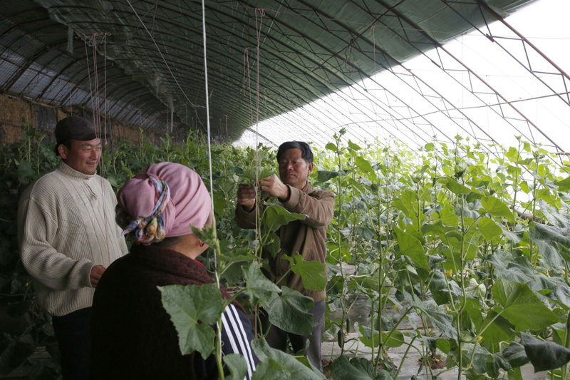 10月27日,中国的农业专家(右)在“亚洲之星”农业产业合作区内的蔬菜大棚里指导当地农户。