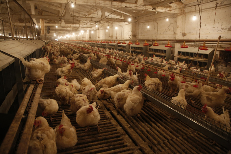 这是10月27日在“亚洲之星”农业产业合作区内拍摄的种鸡舍内下蛋的种鸡。