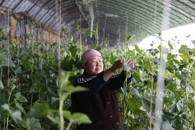 10月27日,一名吉尔吉斯斯坦当地农户在“亚洲之星”农业产业合作区内的蔬菜冬季大棚里工作。