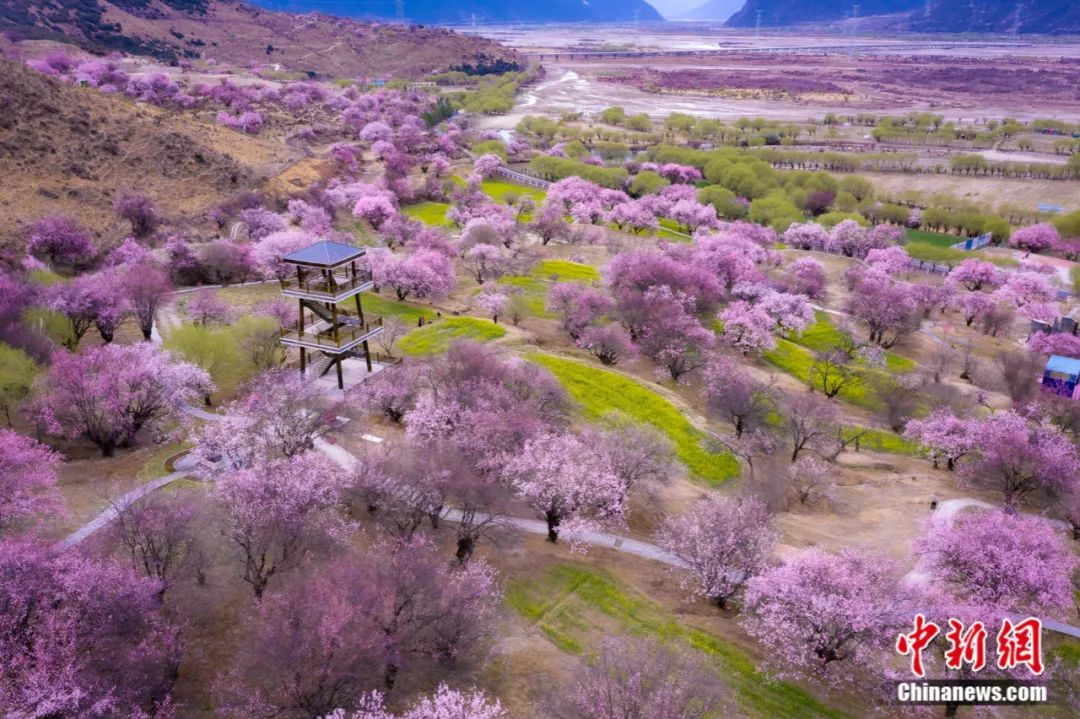 林芝嘎拉桃花村桃花盛开. 张静 摄